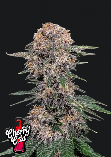 Cherry Cola Auto.png
